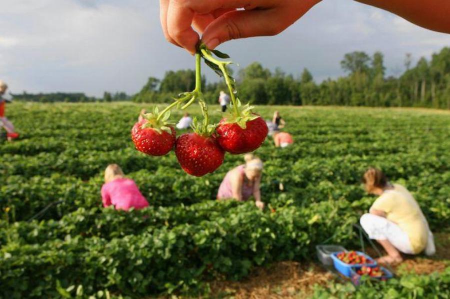 Латвийские крестьяне составили список хозяйств, где можно самим собрать урожай