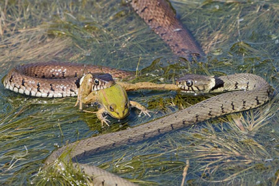 Голодные змеи устроили сражение за пойманную лягушку