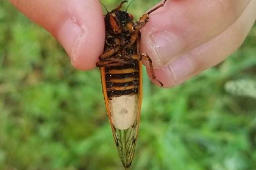 Ученые предупредили о возвращении на поля цикад-зомби