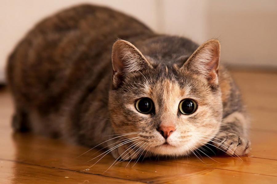 Кошке лучше дома или на улице: что говорят ученые?