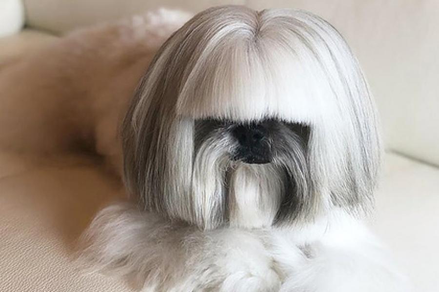Похожая на Леди Гагу собака стала звездой интернета