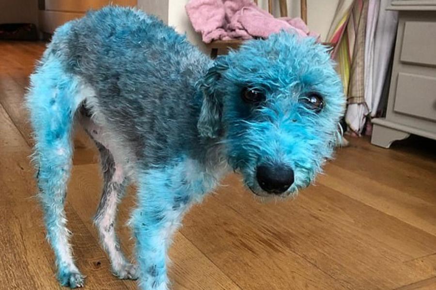 Собака самостоятельно перекрасила себе шерсть в ярко-синий
