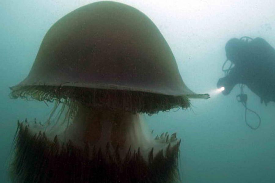 В яде гигантской медузы нашли свыше 200 токсинов: смертельный коктейль