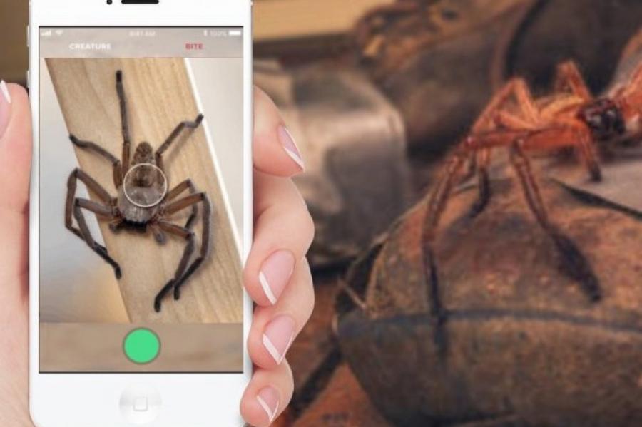 Аналог Shazam для пауков и змей изобрели в Австралии