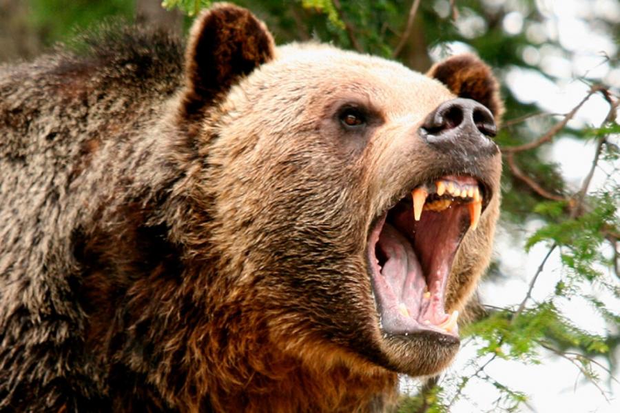 Владелица хозяйства под Алуксне рассказала о нападении медведя