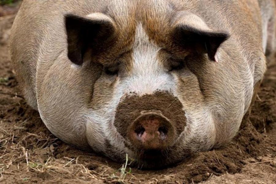 Африканская чума свиней впервые констатирована в Дурбской и Юркалнской волостях
