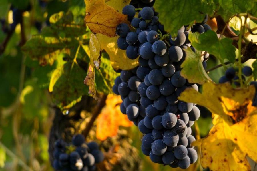 Осы на винограде: как прогнать вредителей