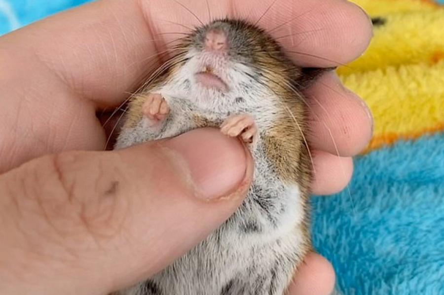 Британка спасла полевую мышь при помощи массажа сердца (+ВИДЕО)