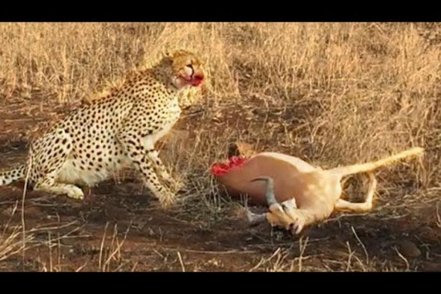 Полусъеденная антилопа попыталась сбежать от гепарда (+ВИДЕО)