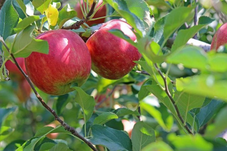 Цветоед в саду: как спасти яблоню и урожай