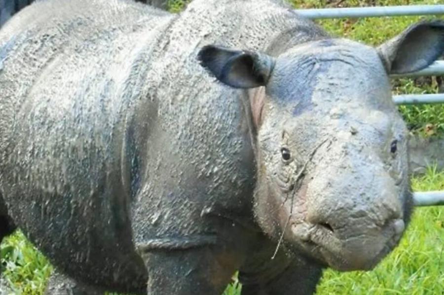 В Малайзии решили возродить вымерший вид носорога