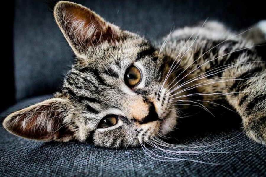 Узнаем наших питомцев: почему кошка может мяукать среди ночи