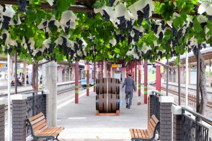 В Японии выпустят первое вино из лоз, растущих на вокзале