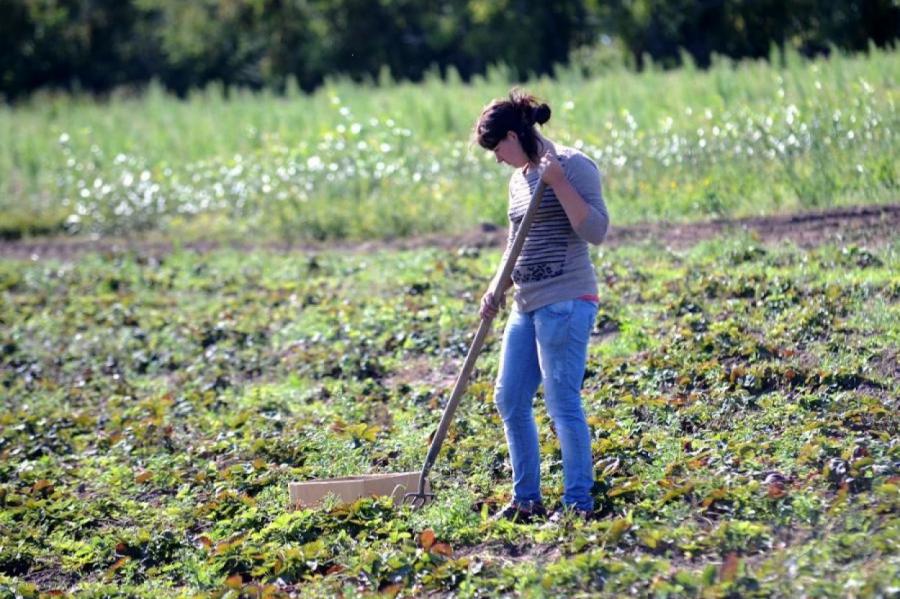 Фермеры Латвии удивлены: народ не хочет работать даже за 500-600 евро в месяц!