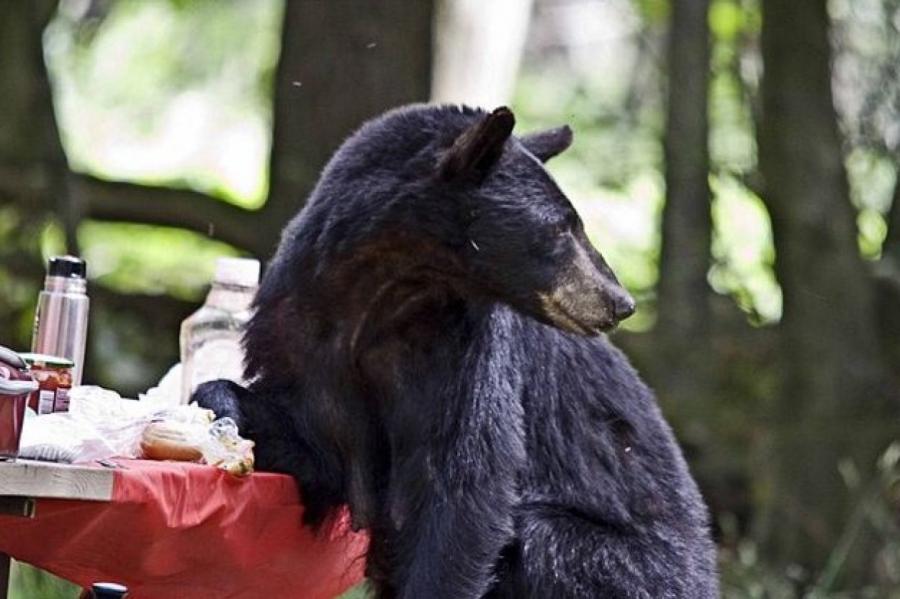 История: медведь присоединился к семейному пикнику в США