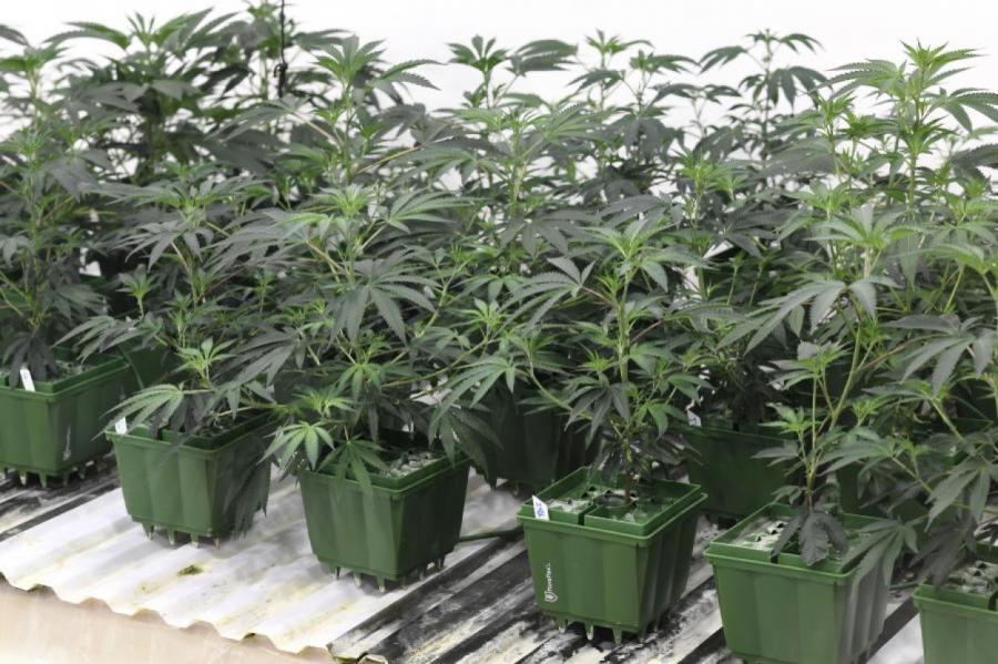 В этом году в Латгале полиция обнаружила уже десять плантаций марихуаны