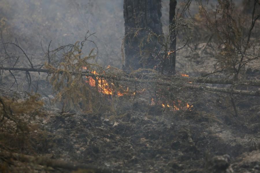 Несмотря на дожди в Латвии сохраняется высокая пожароопасность в лесах