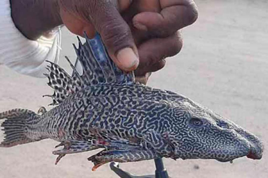 Рыбак выловил леопардового птеригоплихта и озадачил ученых