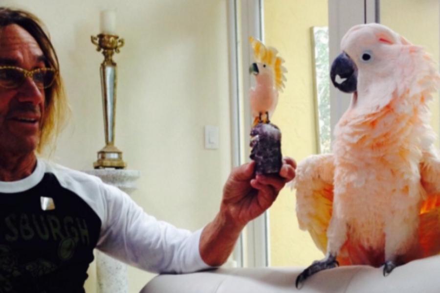 Попугай Игги Попа стал попечителем австралийского госпиталя для животных