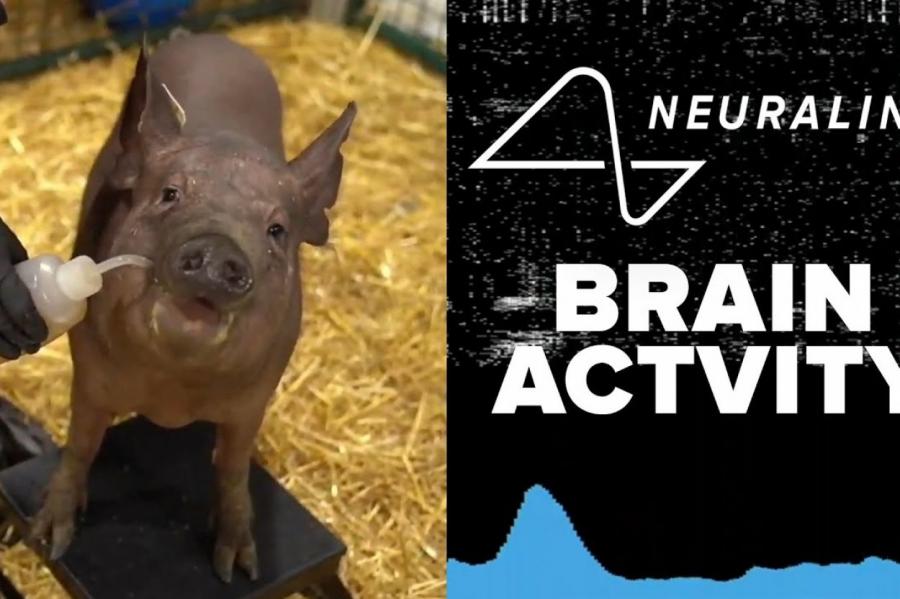 Маск вживил имплант для чтения мыслей Neuralink свиньям