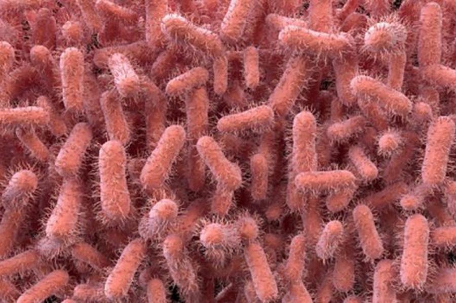 Ученые выяснили, о чем кричат бактерии перед смертью