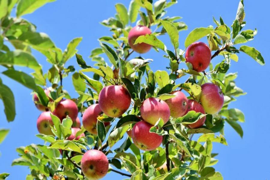 Яблоня: как вырастить хороший урожай
