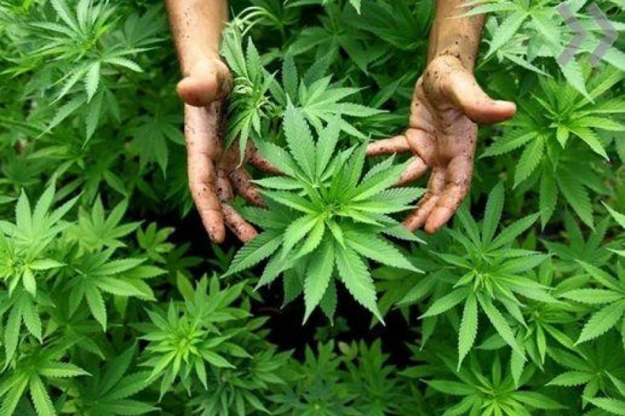 В Латвии обнаружены две большие плантации марихуаны