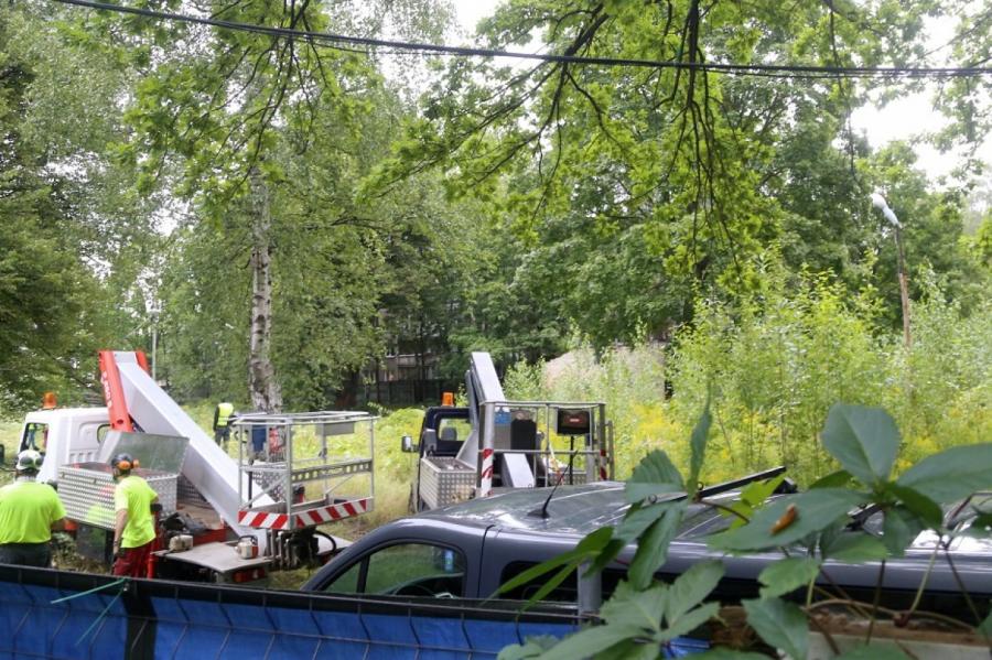 Власти о вырубке в центре Риги: оставшимся деревьям будет даже лучше