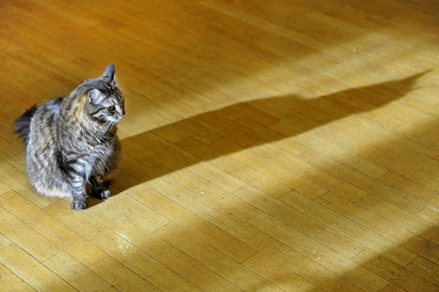 «Эпопея в Ратуше для него закончилась»: кот Кузя в Рижскую думу не вернется