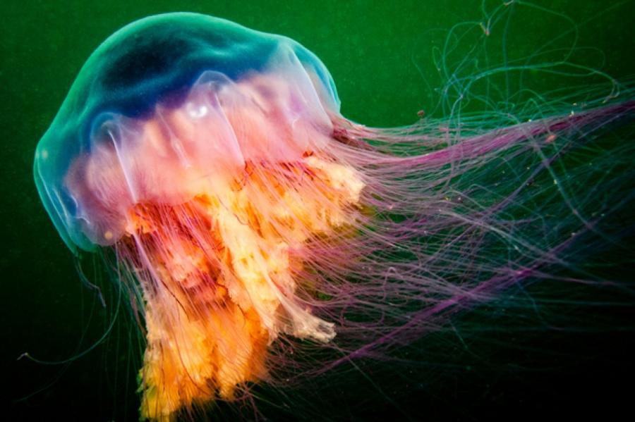 Огромную ядовитую медузу удалось снять на видео