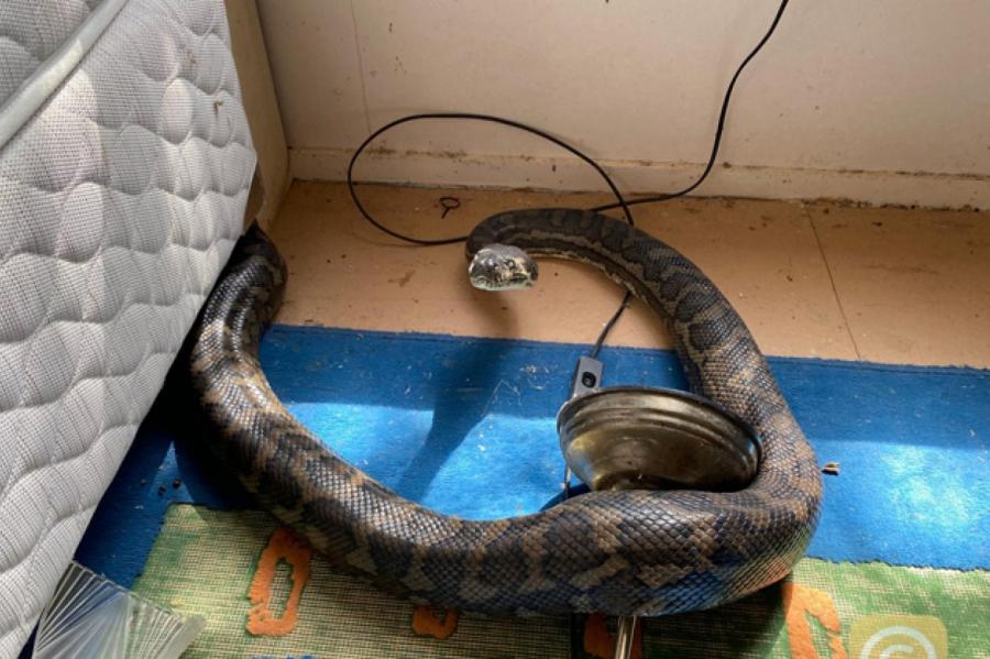 Ученые узнали, что змеи голодают ради секса | °