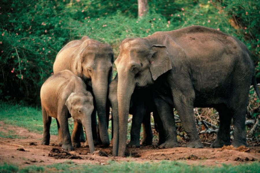 Здравствуй, это я! Мама-слониха встретилась с дочкой и внучками спустя 12 лет