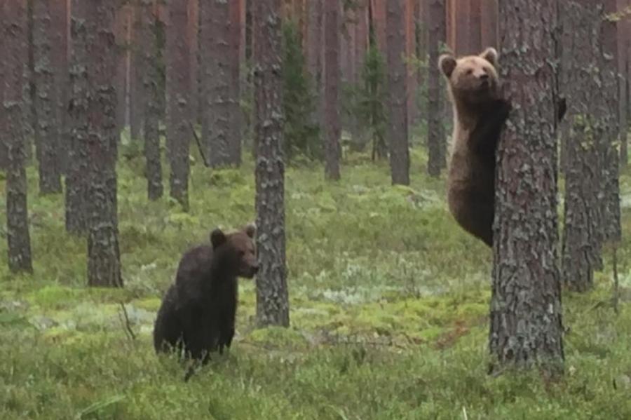 Возможно, они сироты: новые кадры медвежат в Латвии умилили сеть (+ФОТО, ВИДЕО)