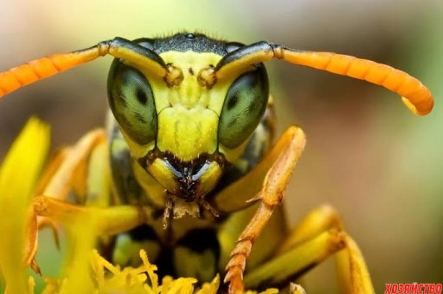 Нападают без причины! Британию атаковали гигантские немецкие пьяные осы