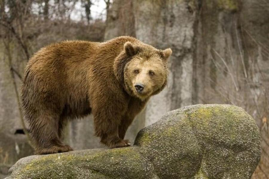 В Латвии обитает до 70 медведей. Это уже опасно для людей и пасек