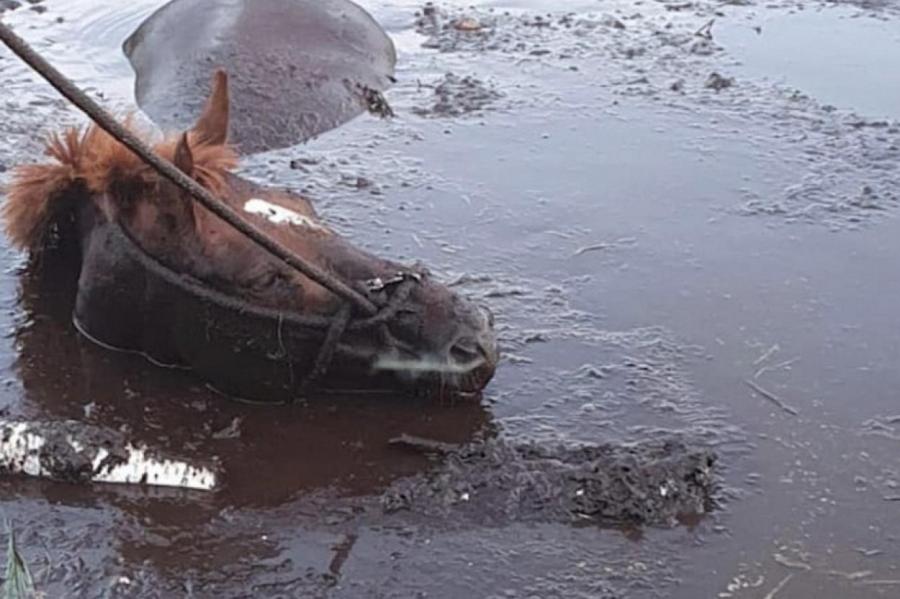 Успели в последний момент: под Саласпилсом спасатели извлекли из болота лошадь