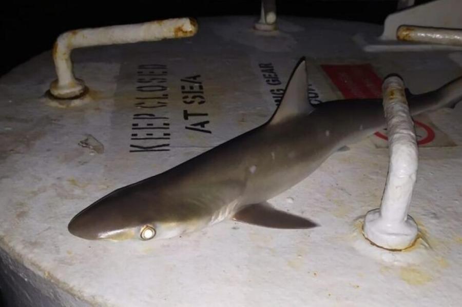 В Лиепайском канале поймана акула?! Жители в шоке от невиданного морского чудища