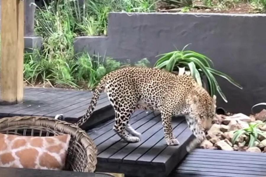 В ЮАР леопард прогулялся по ресторану (ВИДЕО)