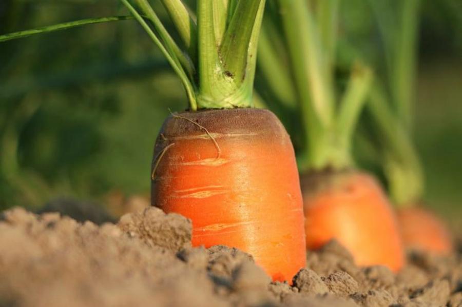 Специалисты назвали причины того, почему растрескивается морковь