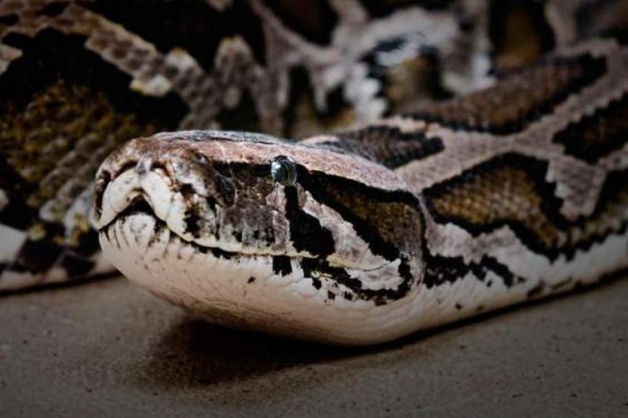 В Таиланде змея укусила парня за пенис, пока тот был в туалете (ВИДЕО)