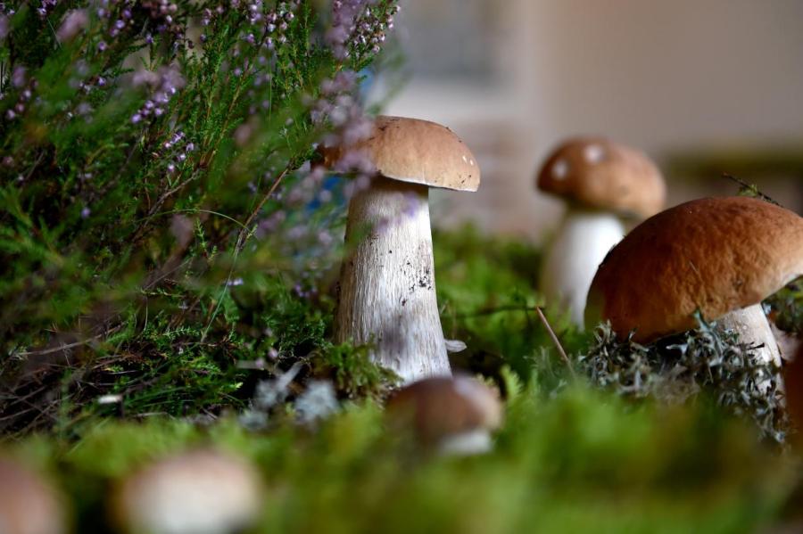 Внимание, ядовитые выделения! Часть съедобных грибов признали опасными