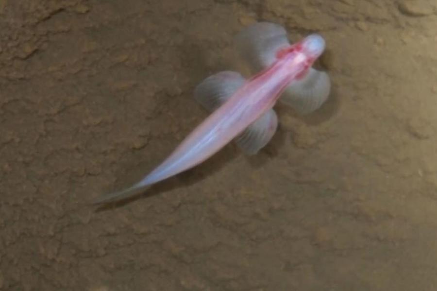 Ученые обнаружили рыб, способных «ходить» по суше