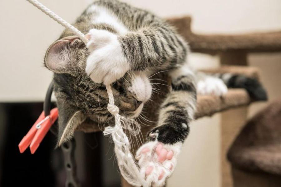 Домашние клептоманы: почему кошки воруют наши вещи
