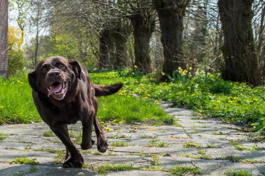 Узнаем наших питомцев: почему во время прогулки собака убегает от хозяина