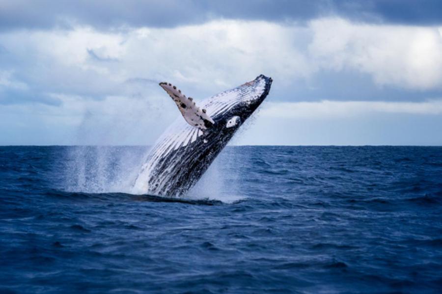 Свернули не туда: горбатые киты заплыли в кишащую крокодилами реку (ВИДЕО)