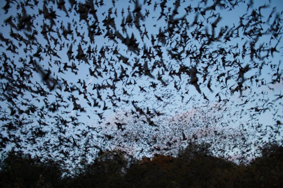Чего вы не знали о летучих мышах: живут 1000 лет и летают быстрее всех
