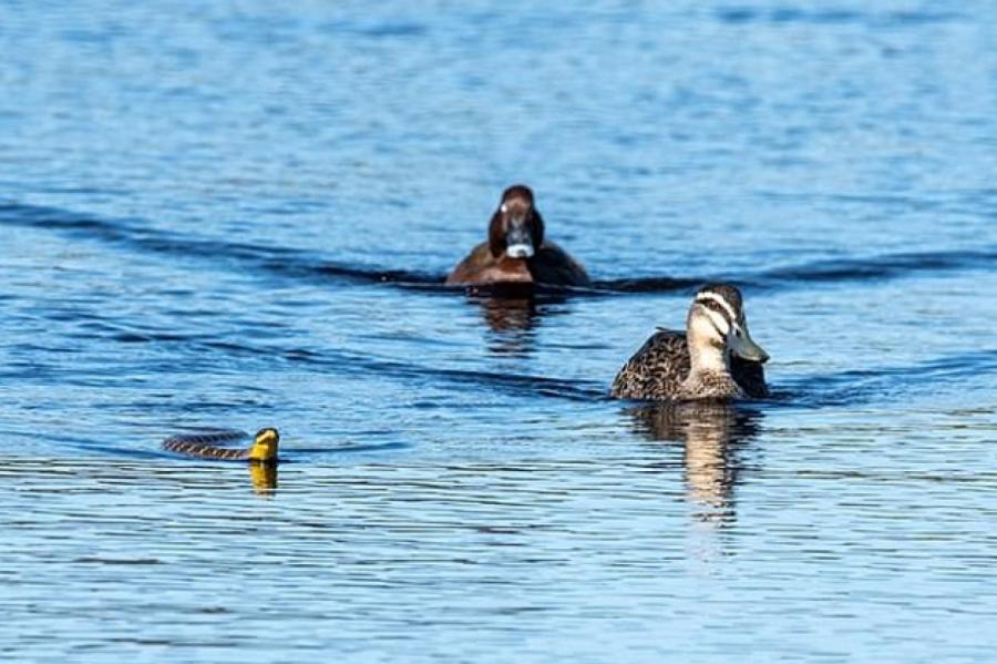 Фотограф снял, как утки прогнали змею из своего озера