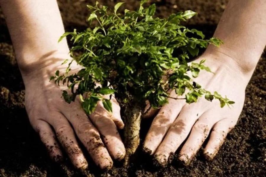 Мировой Субботник уже завтра! Латвийцев призывают сажать деревья-счастья