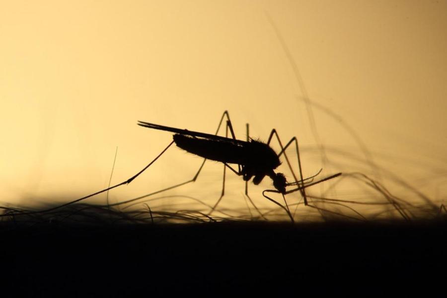 Ученые заявили о смертельной опасности укусов комаров