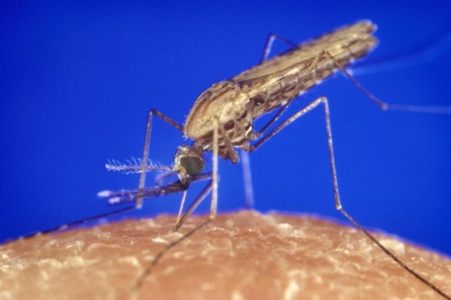 Азиатские переносчики малярии угрожают африканским городам